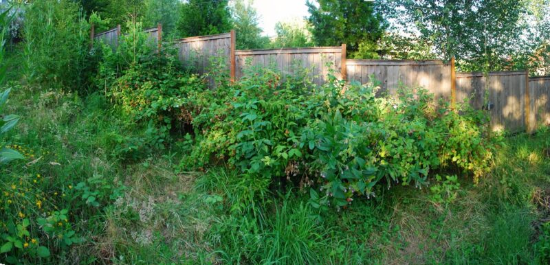 New Food Forestry Book by Mother Earth News Blogger Pairs Ecological Design with Silviculture